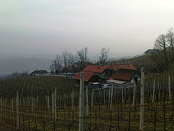 Colnarjev-vinograd